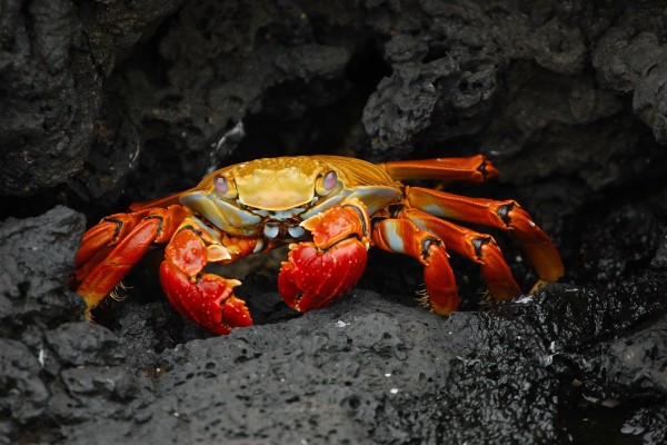 crab-63084_1920